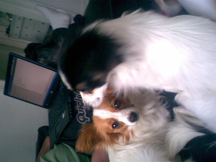 Papillon dalila billede 4