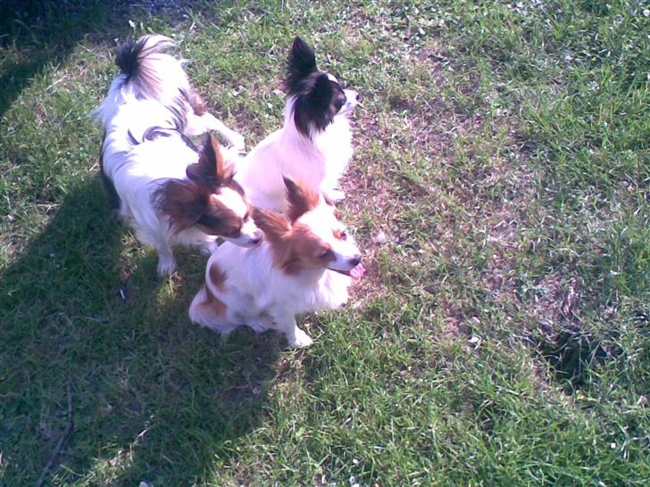 Papillon dalila billede 5