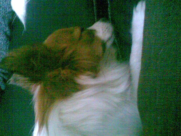 Papillon dalila billede 6