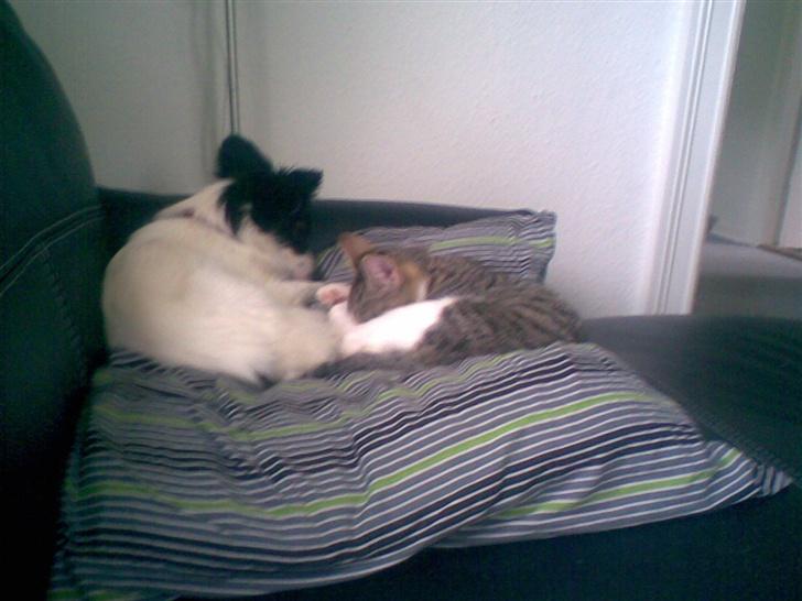 Papillon Gizmo billede 3