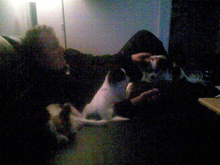 Papillon Gizmo billede 4