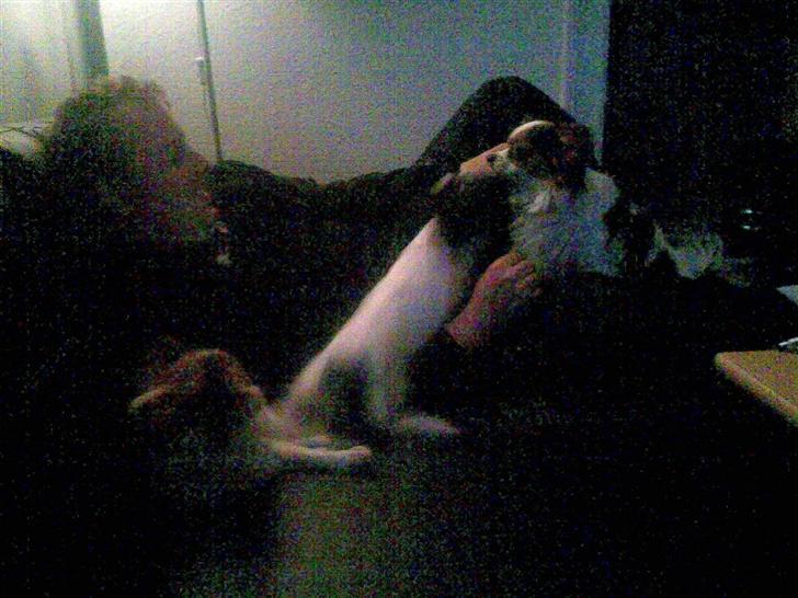 Papillon Gizmo billede 5