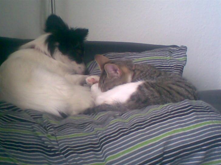 Papillon Gizmo billede 6