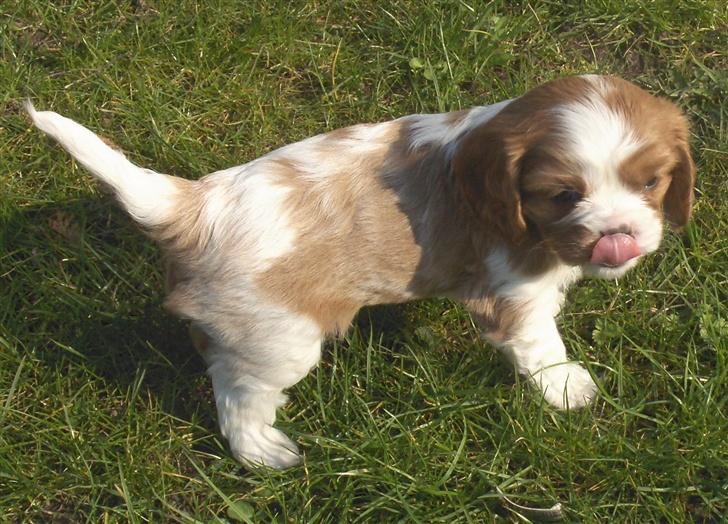 Cavalier king charles spaniel Aslan R.I.P. (Himmelhund) - jeg kan også slikke mig om munden billede 3