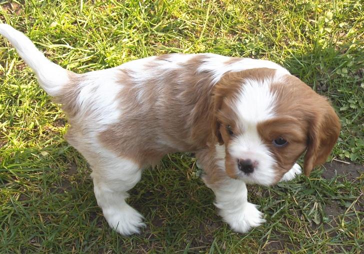Cavalier king charles spaniel Aslan R.I.P. (Himmelhund) - Er jeg ikke bare lidt sød ? billede 4