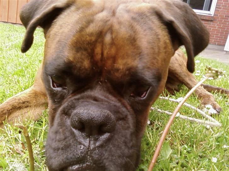 Boxer Eigil - Jeg kan godt lide closeups.. billede 1