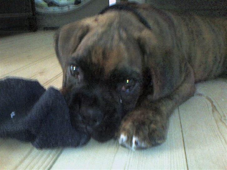 Boxer Eigil - Jeg har stjålet en strømpe.. HAHA billede 2