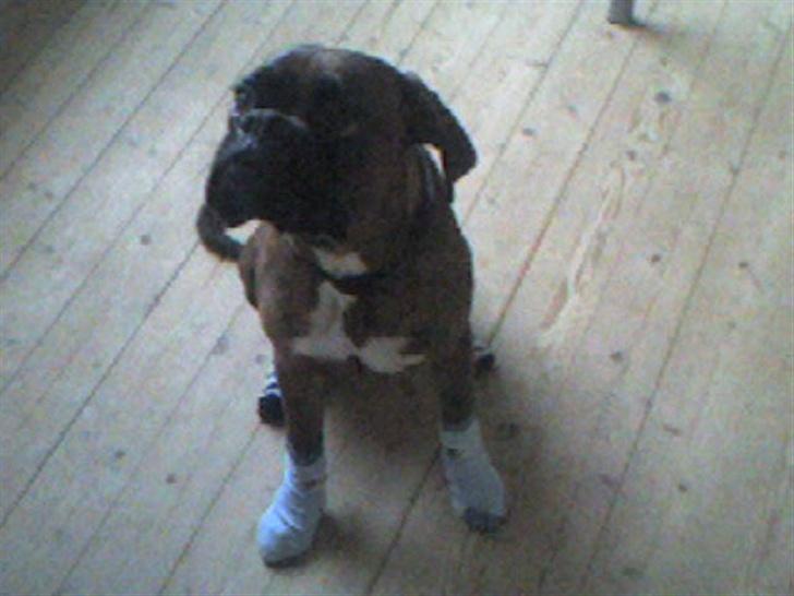 Boxer Eigil - Se mine flotte strømper billede 3