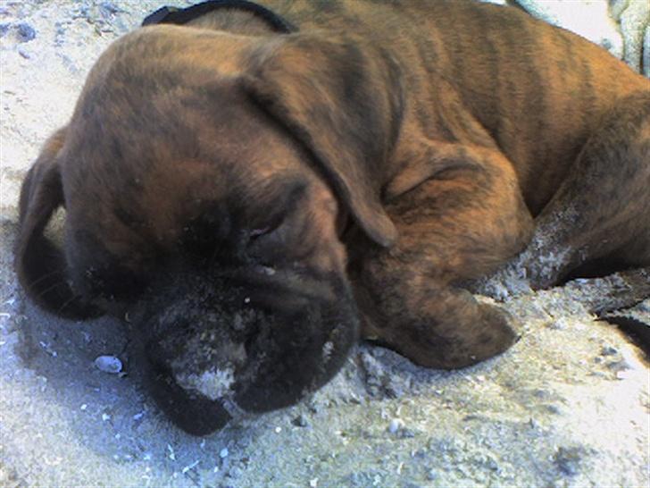 Boxer Eigil - Puha, det er hårdt at være stranden. billede 4