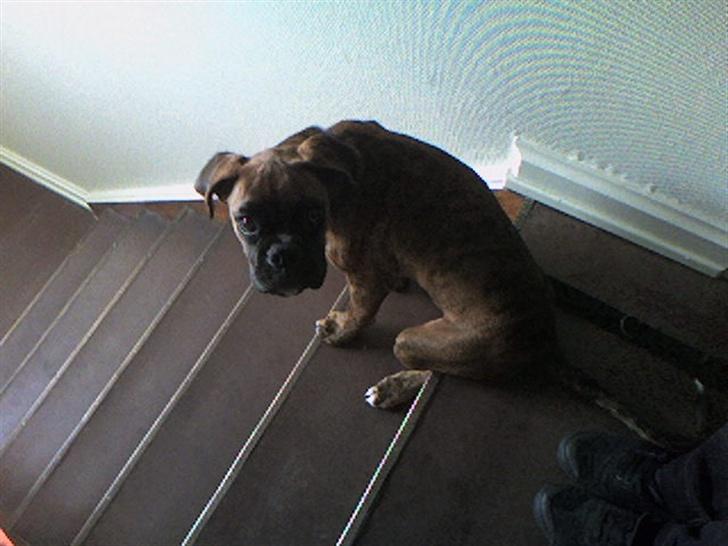 Boxer Eigil - Jeg må kun gå hertil og ikke længere.. billede 6