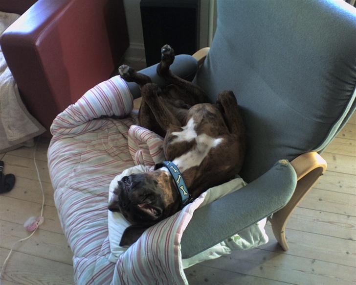 Boxer Eigil - Er det en hund eller kalkun? billede 7