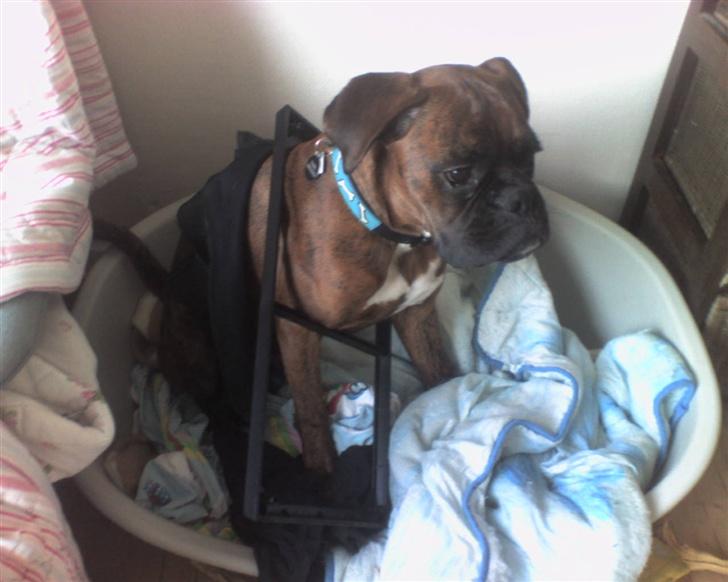 Boxer Eigil - Det var ikke mig der ødelagde højttaleren... billede 8