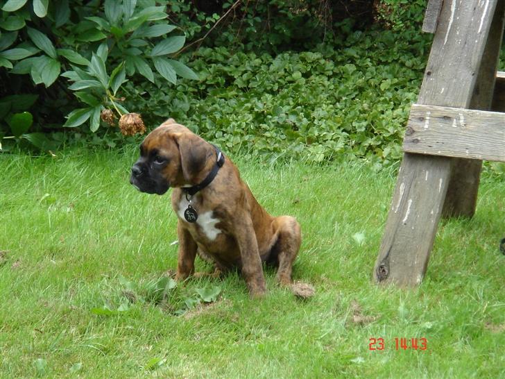 Boxer Eigil - Her er jeg helt frisk, kun 8 uger. billede 9