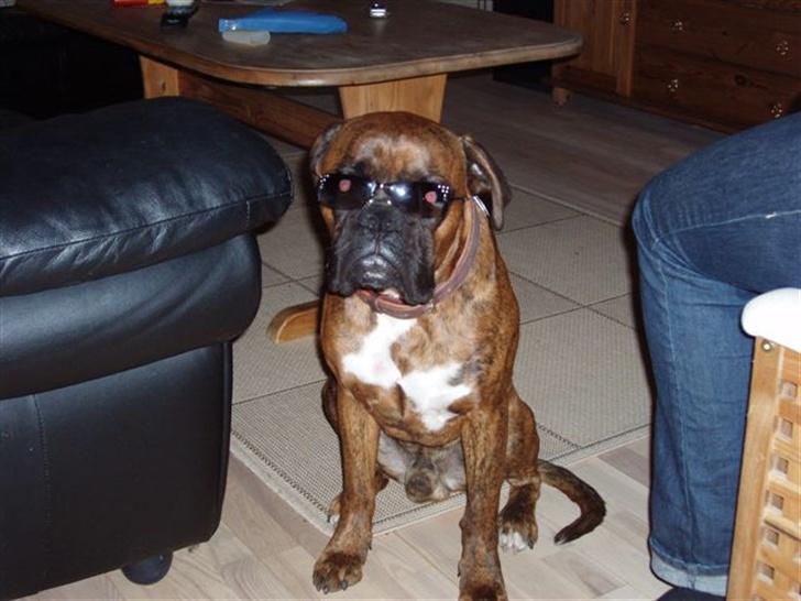 Boxer Eigil - I´m to sexy "Alle jer babes derude, I er velkommen til at kontakte mig!" billede 10