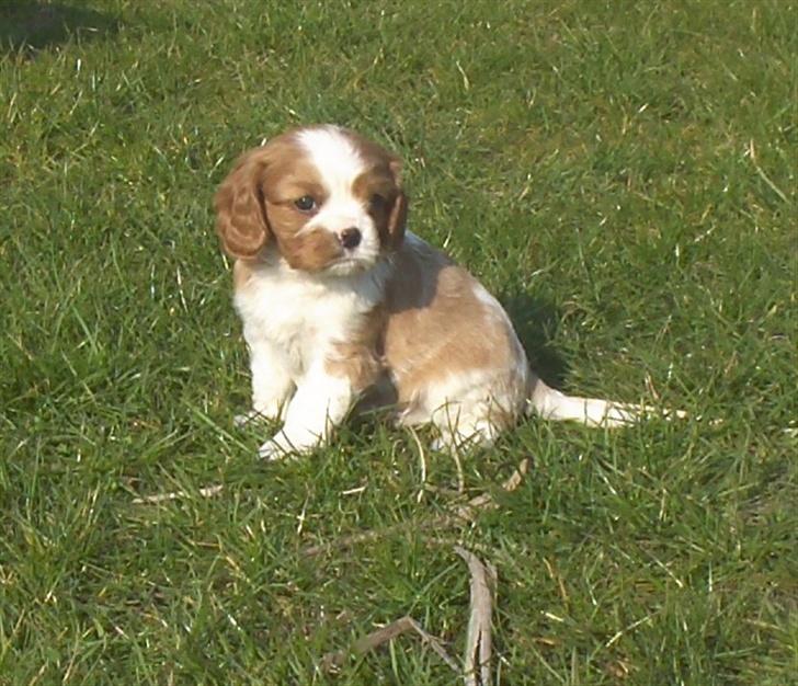 Cavalier king charles spaniel Aslan R.I.P. (Himmelhund) - hvor er mor ?? billede 5