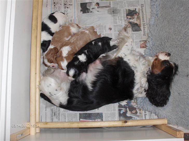Cavalier king charles spaniel Aslan R.I.P. (Himmelhund) - her er jeg og mine søskende,vi var kun 3 uger dengang billede 6