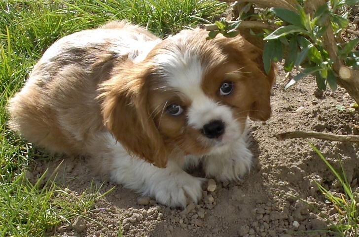 Cavalier king charles spaniel Aslan R.I.P. (Himmelhund) - jeg elsker at gnave i pinde billede 7
