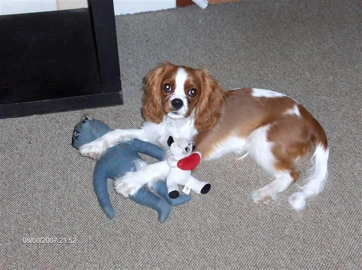 Cavalier king charles spaniel Aslan R.I.P. (Himmelhund) - jeg er 1 år nu,lidt charme har jeg da,ikke ?? billede 8