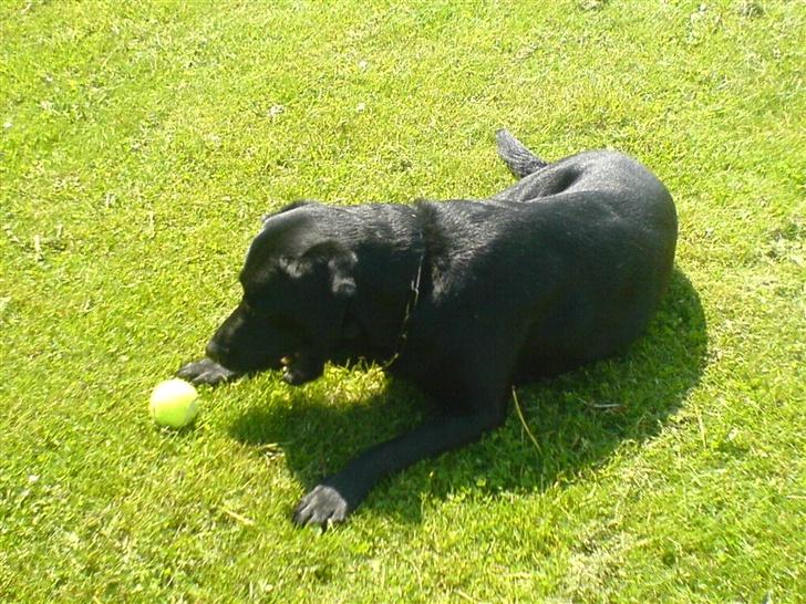 Labrador retriever Silas - min bold! billede 7