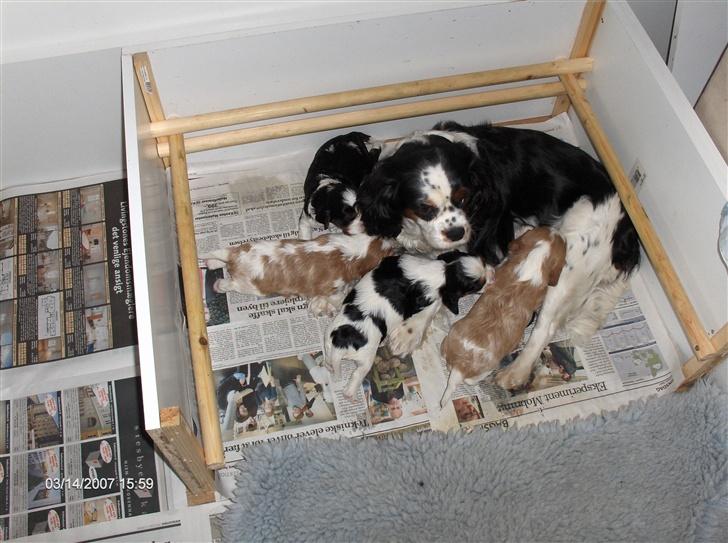 Cavalier king charles spaniel Allways Almighty Xelma RIP Himmelhund. - så fik jeg hvalpe i februar 2007 billede 9
