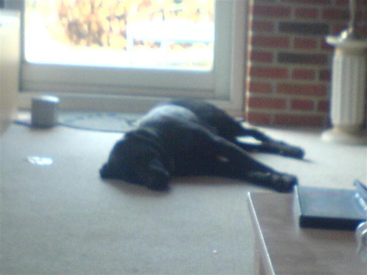 Labrador retriever Silas - jeg er træt jeg ligger mig til at sove! billede 8