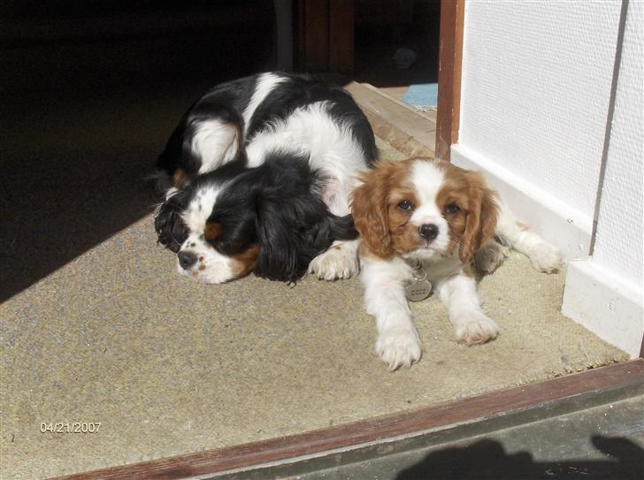 Cavalier king charles spaniel Allways Almighty Xelma RIP Himmelhund. - og her er jeg med min søn Aslan,som de glemte at sælge billede 10
