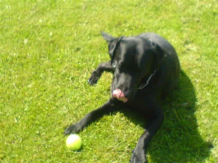 Labrador retriever Silas - jeg slikker mig om munden og passer på min bold! billede 9