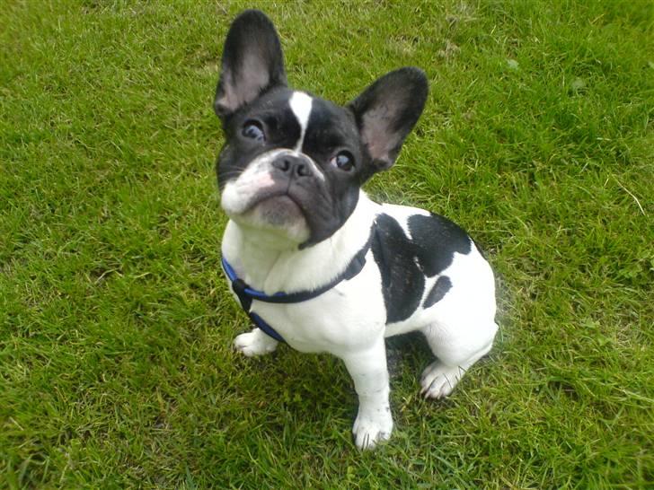 Fransk bulldog Wacko billede 1