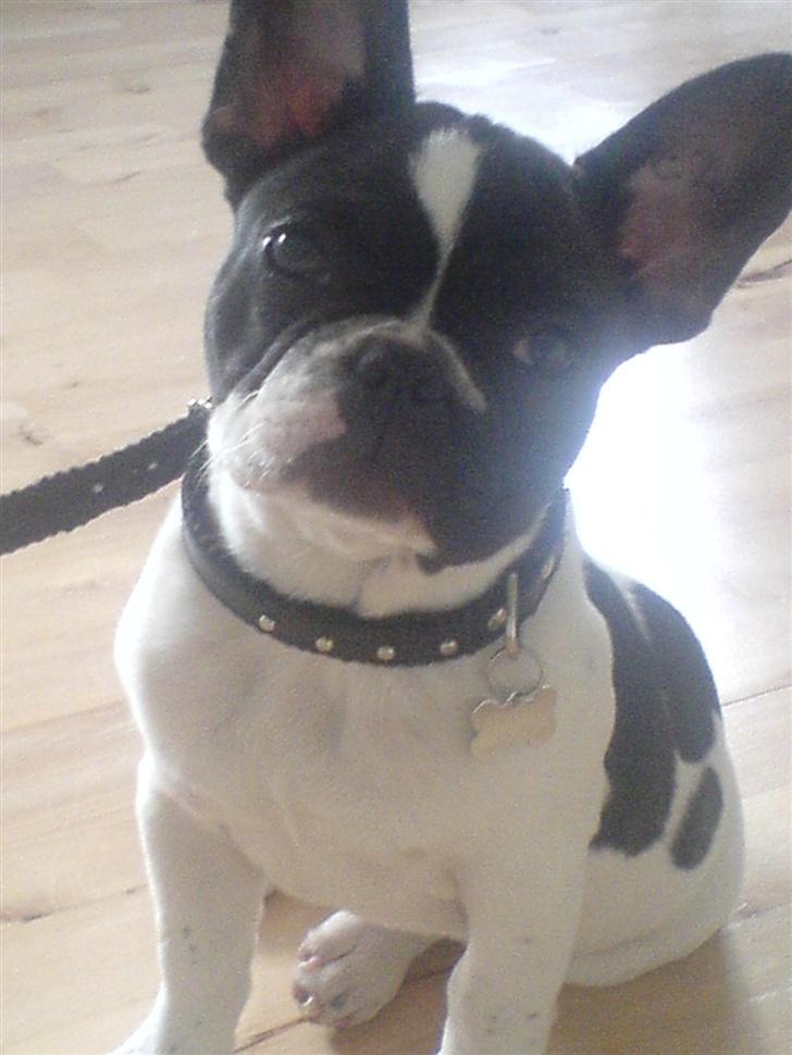 Fransk bulldog Wacko billede 2