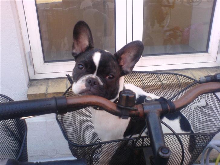 Fransk bulldog Wacko billede 3