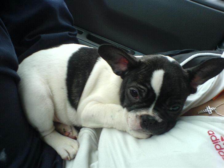 Fransk bulldog Wacko billede 4