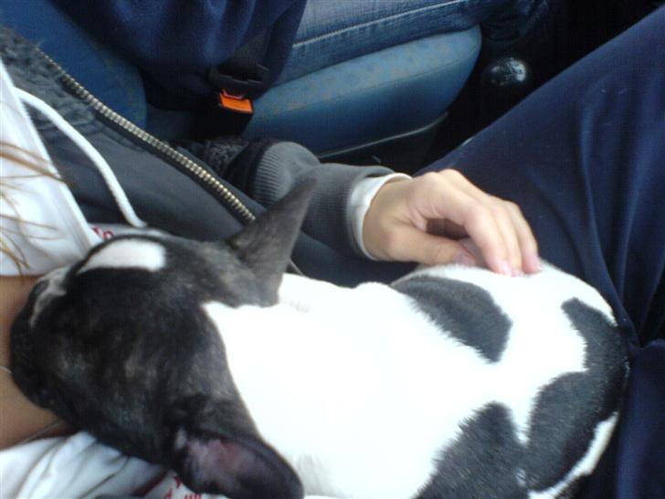 Fransk bulldog Wacko billede 5