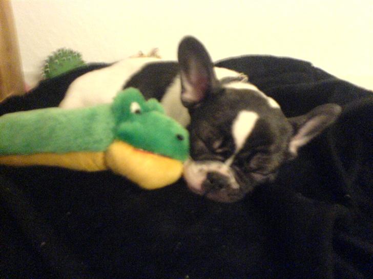 Fransk bulldog Wacko billede 6