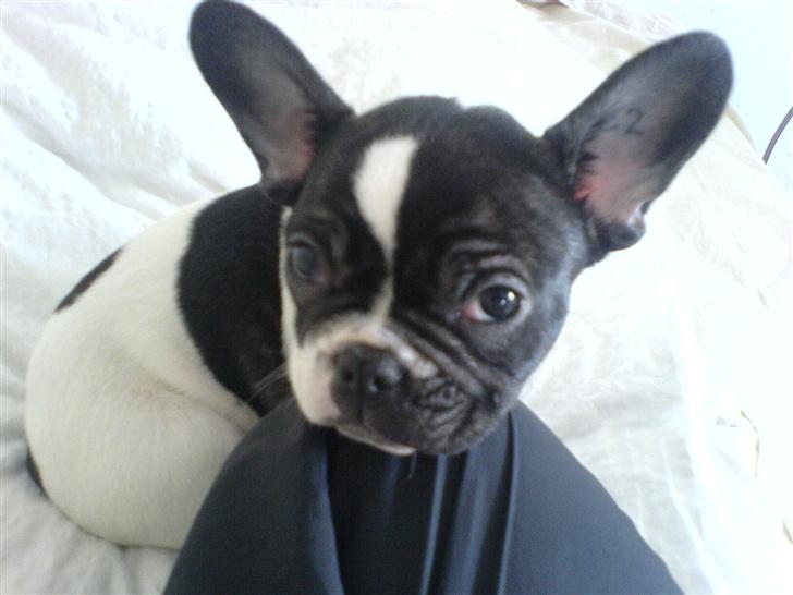 Fransk bulldog Wacko billede 7