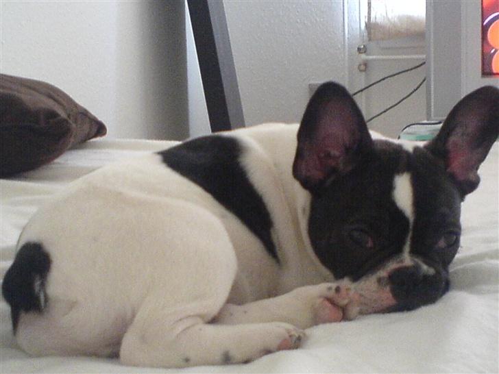 Fransk bulldog Wacko billede 8