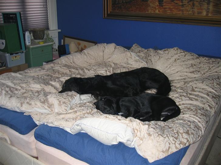 Blanding af racer Buller R.I.P billede 2