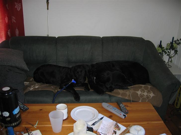 Blanding af racer Buller R.I.P billede 3