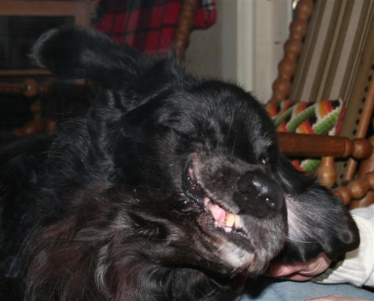 Blanding af racer Buller R.I.P billede 4