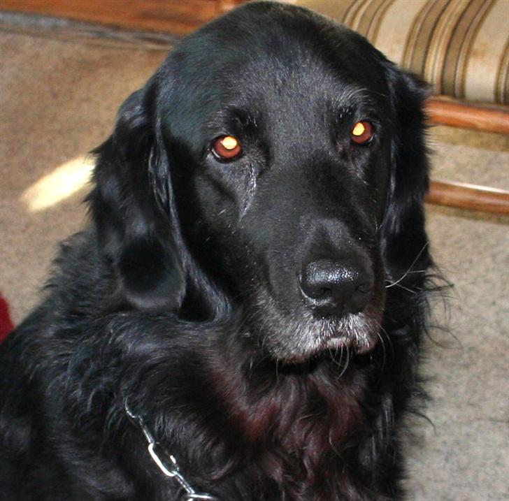 Blanding af racer Buller R.I.P billede 5