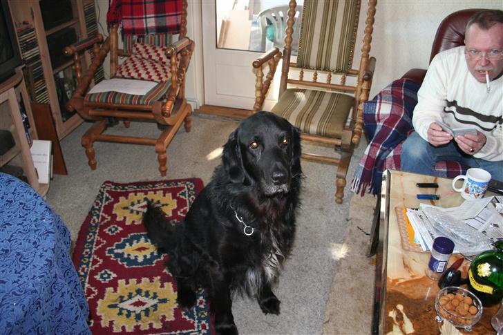 Blanding af racer Buller R.I.P billede 6