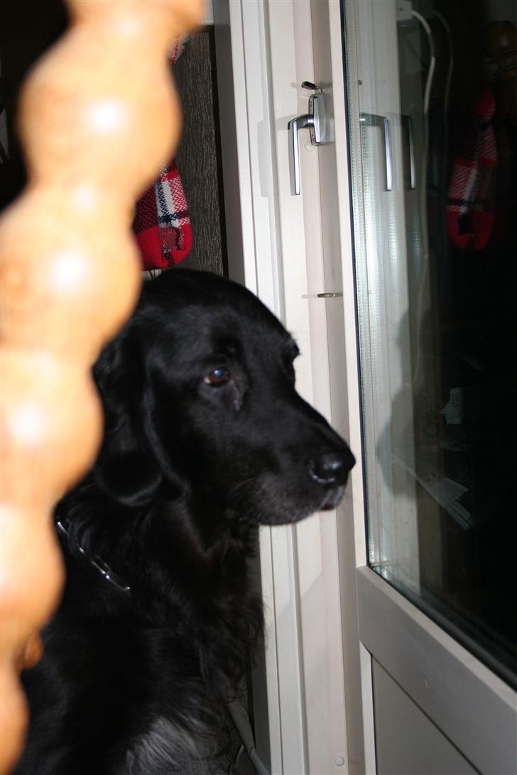 Blanding af racer Buller R.I.P billede 7