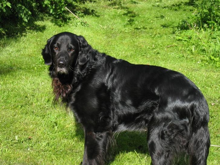 Blanding af racer Buller R.I.P billede 8