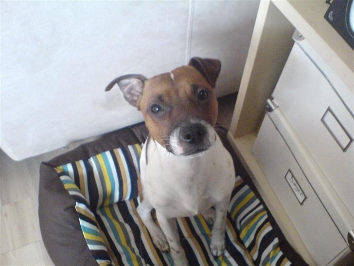 Dansk svensk gaardhund Django billede 7