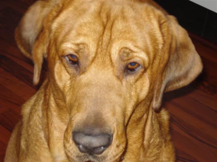 Broholmer fakse  billede 1