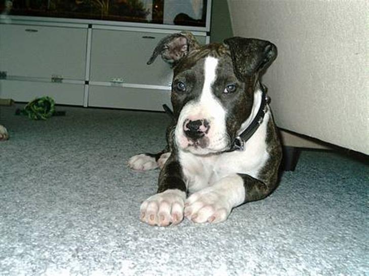 Cavalier king charles spaniel Nela  - Labans Dejlige mor Shania som lille :)  billede 10