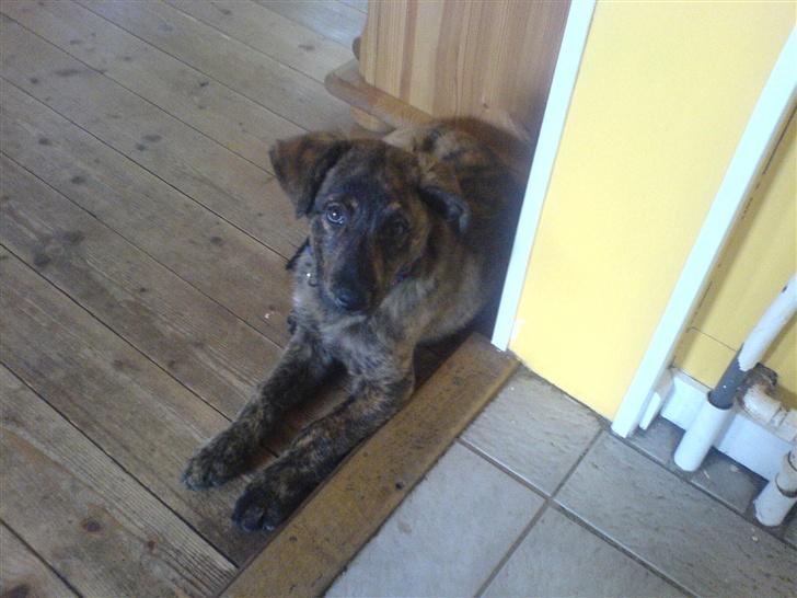 Blanding af racer Vaks billede 1