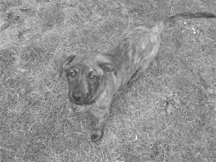 Blanding af racer Vaks billede 2