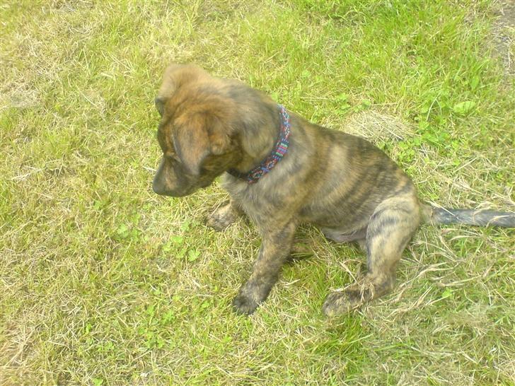 Blanding af racer Vaks - uhmmm en bille lad mig få den billede 3