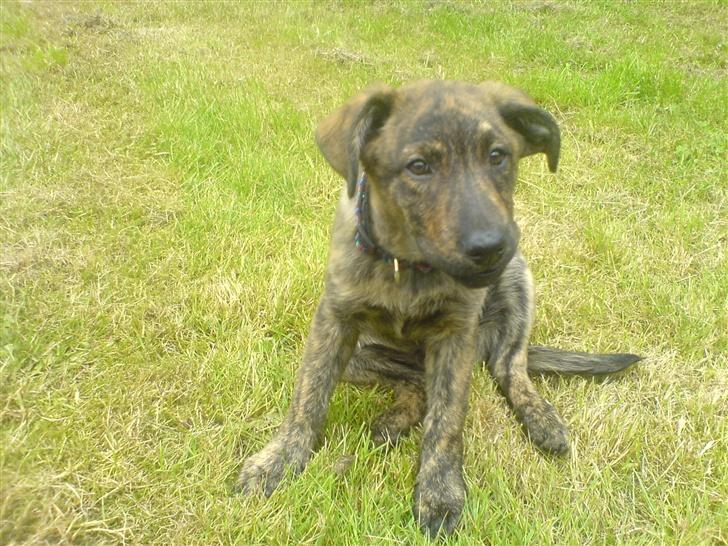 Blanding af racer Vaks billede 4