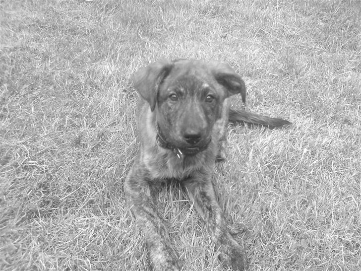 Blanding af racer Vaks - er jeg ikke bare sød billede 5